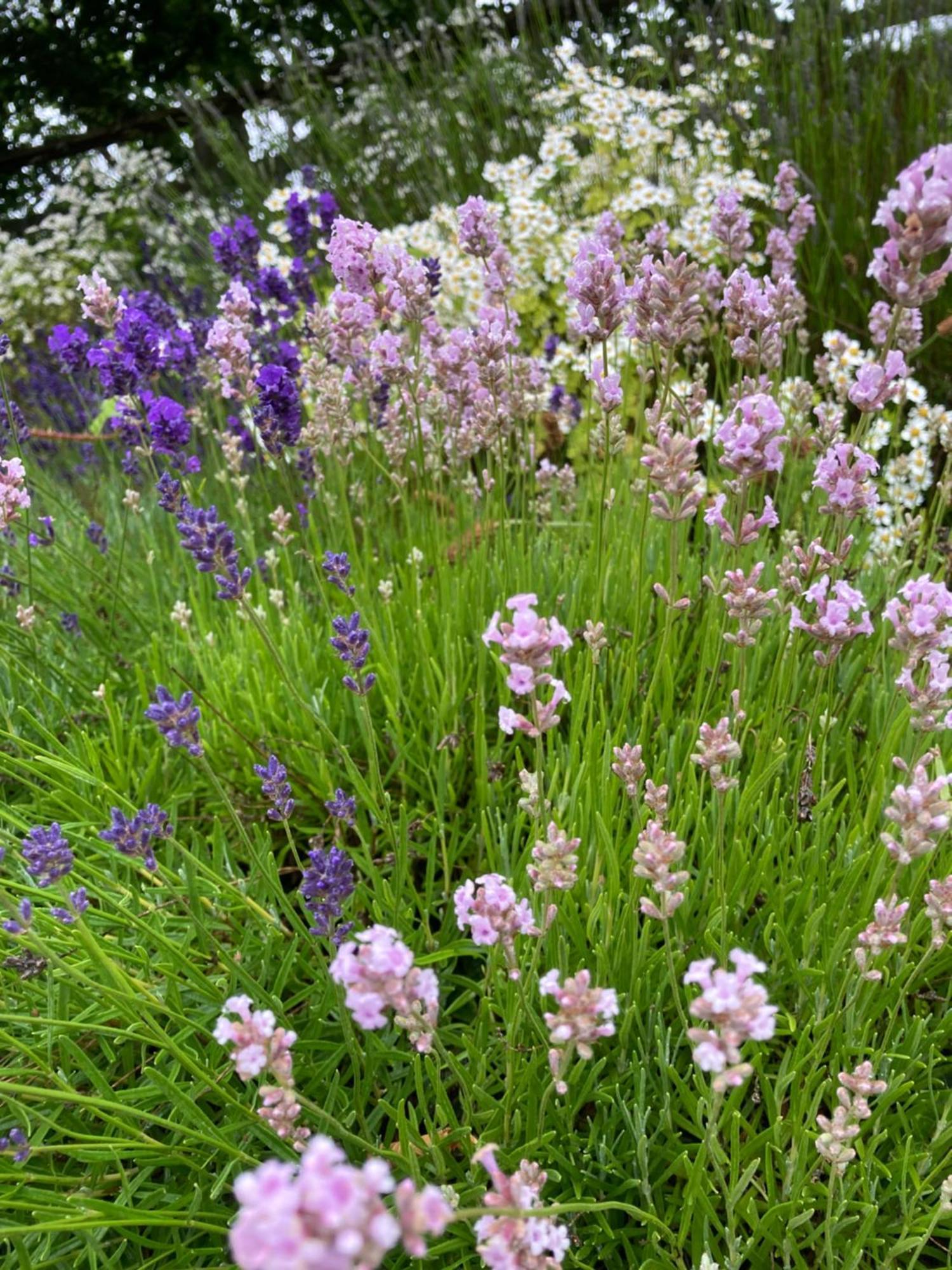 Lavender Cottage Глостер Екстер'єр фото